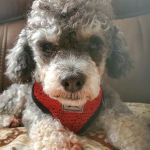 Meet your Posher, Monica